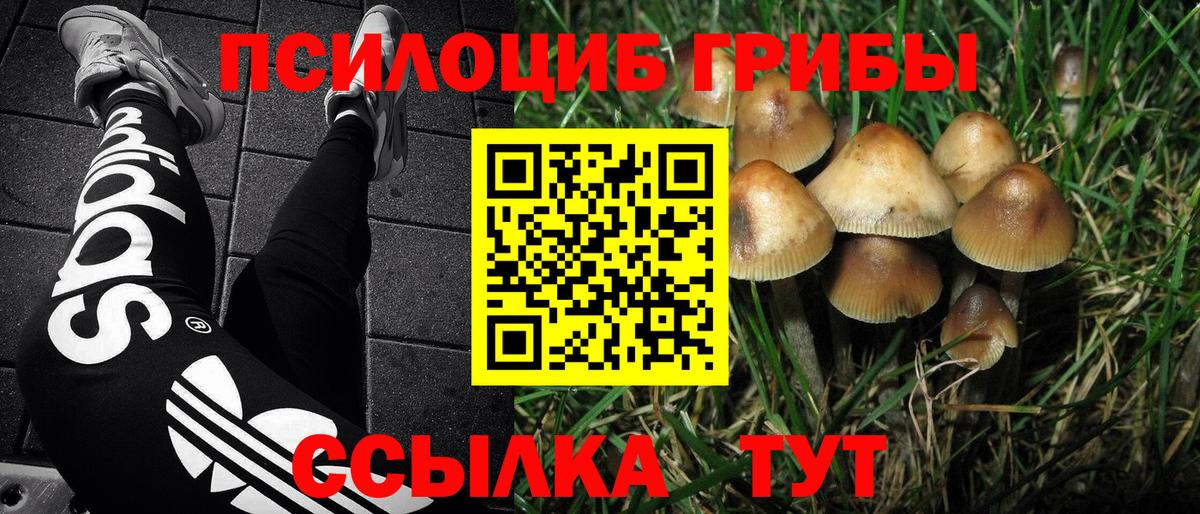 Псилоцибиновые грибы Cubensis Старая Купавна